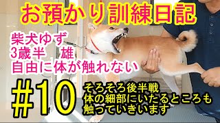 犬のしつけ、訓練　柴犬　３歳半　雄　体を自由に触れない　＃10