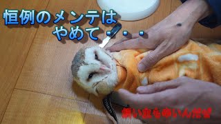 恒例のメンテナンス（クチバシカット、爪切り）メンフクロウのリンゴさん