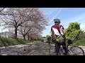 見沼代用水　桜サイクリング