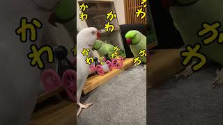 白タイツさんのささやき 【インコのおしゃべり】#ワカケホンセイインコ #indianringneck #shorts