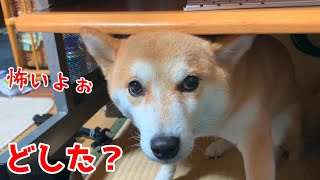 めちゃめちゃ震えてテーブル下に潜り込んできた柴犬 shiba inu