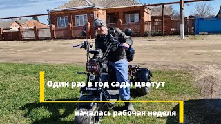 Один раз в год сады цветут // Началась рабочая неделя