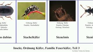 Insekt, Ordnung Käfer, Familie Feuerkäfer, Teil 3 trachypachus insect dispar virescens dubius Trox