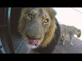 What Affection REALLY Looks Like | The Lion Whisperer