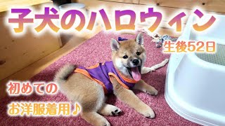 初めてのお洋服㏌ハロウィン♪簡単に衣装チェンジでより一層可愛い。#柴犬 #豆柴 #子犬 #dog #shibainu