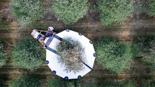 Cherry harvest 2023 at VanNortwick Farms