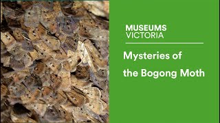 Mysteries of the Bogong Moth