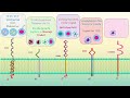 b lymphocytes important b cell antigens