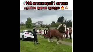 Ең мықты ат💪🏽💪🏽🐴🐴🐎🐎