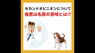 【獣医師が解説】セカンドオピニオンとは