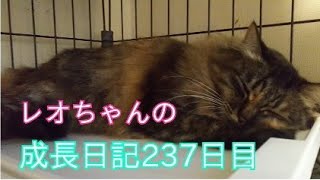 レオちゃんの野良猫から飼い猫になるまでの成長日記237日目