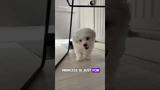 Maltese Bolognese: a tiny princess👑  aware of her stardom! #dog  #annimals   #doglover