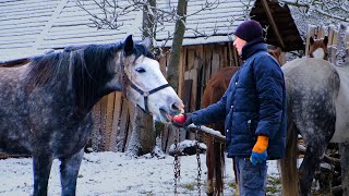 6 Horses, 1 Young Man: A Village Tale of Hard Work and Heart