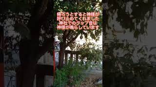 神様がいる証拠。これが神様のアピールです【熊野神社】 #Shorts