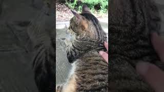 もう終わり？「ニャッハー」と鳴いてまだモフって欲しいキジトラ猫 #Shorts