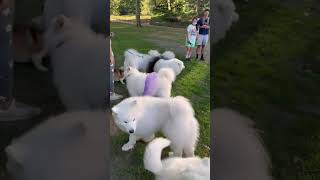 I take my dog to a samoyed meetup in NYC! 🏙️ #dog #newyork #samoyed #puppy #nyc #subway