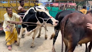 cow unloading, cow videos, cow video, big cow, goru hamba cow, dancing cow [Ep -185(Cow in The World