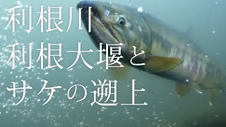 利根川から見る鮭の遡上（そじょう）