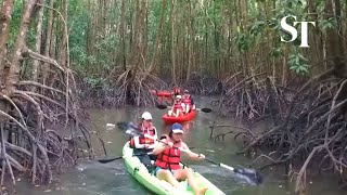 Living City: At work in a kayak through the mangroves of Pulau Ubin