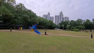 東九龍鸚鵡之友 飛行鳥の大學生物研究計劃(鸚鵡飛回手)  University Biological Research Parrot Recall Flight