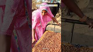 Now compete with the people of Rajasthan 🤭🤌➡️ #rajasthan #marwadi #village #ganv #badam #almond #almondrecipe