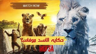 أسد اتحكم عليه يتربي مع إناث الاسود علشان يبقي ضعيف لما يكبر / حكايه الاسد mufasa