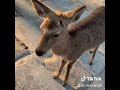 jr奈良 近鉄奈良 奈良公園　　鹿の鳴き声　　鹿煎餅持ってると凶暴に集まってくる時もあるので要注意　カバンとかに隠しときましょう