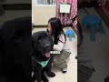 🐶妈妈养狗vs奶奶养狗！区别也没多大吧？🤣🤣 萌宠 pets 藏獒 dog 加布 狗狗 宠物