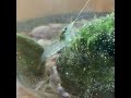 amano shrimp ヤマトヌマエビ買ってみた