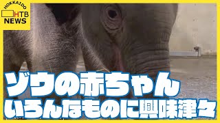 ゾウの赤ちゃん生後１１日目　いろんなものに興味津々　出産直前の貴重映像も　札幌市円山動物園