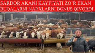 SARDOR AKANI KAYFIYATI ZO’R EKAN BUQALARNI NARXLARNI BONUS QIVORDI TEKINDAN TEKIN BO’LIB KETDI