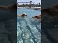 加西ドッグガーデンへ🐶💨🌊 goldenretriever 大型犬 ゴールデンレトリバーとの生活 ゴールデンレトリバーと暮らす 犬の居る暮らし ゴールデンレトリバーのいる生活 アム amu