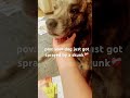 she looks depressed in the second clip 😭#dog #fypシ゚viral #doglover