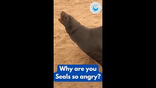 Why are you Seals so angry?