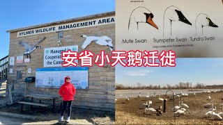 安省小天鹅迁徙 2023 Aylmer Wildlife Management Area Tundra Swans Migration