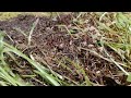 Exposed ant nest save the larvae save the babies