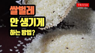 쌀벌레 안 생기게 하는 방법?