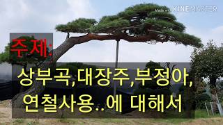 조형소나무전지전정방법2005.(구독자님과 대화,상부곡.대장주.부정아.수평지.꿀팁) johyeong pine tree