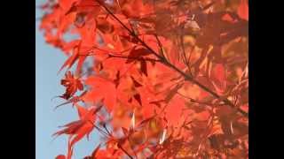 【写真】栃木県那須野が原公園 秋の紅葉　Autumn Photography in nasunogahara park