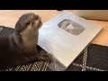 カワウソさくら youtubeから届け物が来るも面白いことをせずにはいられない otters and silver shields