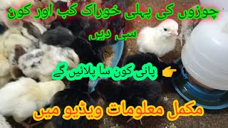 How to feed and water chickens first چوزوں کو پہلی خوراک کب اور کون سی دیں#aseel-birds-sialkot