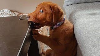 Funny Cats And Dogs s 😁 - BEST Funny Animal s 2024 🥰#5