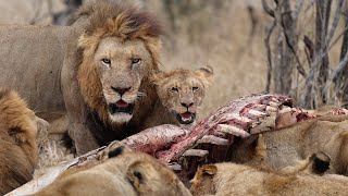 NKUHUMA Pride and NORTHERN AVOCA Males feeding