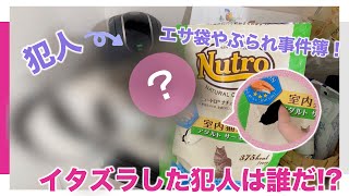 【犯人探し】エサの袋を破くという暴挙を発見しました。悪いことしたヤツは誰だ！？〜現行犯逮捕〜 #エキゾチックショートヘア #猫のいる暮らし