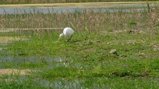 Airone guardabuoi (Bubulcus ibis)