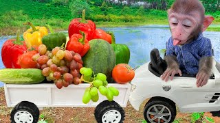 Farmer Bim Bim goes to harvest fruit to make salad