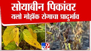 Nanded Soyabin Farm | सोयाबीन पिकांवर यलो मोझॅक रोगाचा प्रादुर्भाव, शेतकरी सापडला आर्थिक संकटात