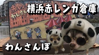 【わんさんぽ】横浜赤レンガ倉庫！ドッグイベント初参加の子犬！#チワワ #チワワ子犬 #ちわわ