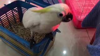 Bán vẹt cockatoo