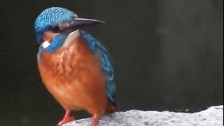 Common Kingfisher